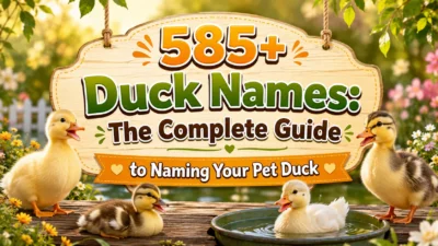 585+ Duck Names The Complete Guide to Naming Your Pet Duck