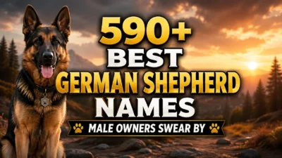 590+ Best German Shepherd Names Male Owners Swear By